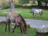 Widecombe Ponies on the Green