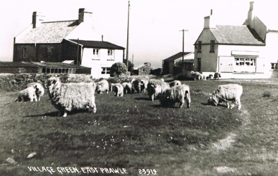 Sheep Grazing on village green East Prawle (Photo East Prawle History Society)