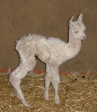 Our First Cria