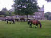 Ponies on Widecombe Green
