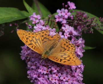 Dartmoor Fritillary Butterfly